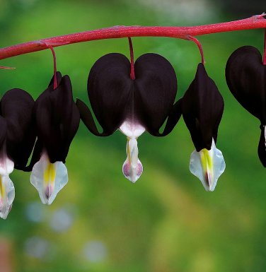 100 PCS Seeds Dicentra Spectabilis Seeds Rare Orchid Bleeding Heart Garden Plants