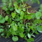 100 PCS Seeds Dichondra Bonsai Emerald Falls Multi Leafed Grass Bonsai Green