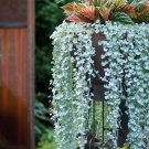 100 PCS Seeds Dichondra Repens Seeds Silver Falls in Hanging Baskets 100 PCS Seeds Dichondra Repens Seeds Silver Falls in Hanging Baskets