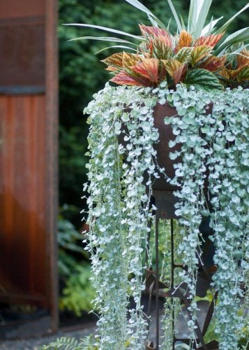 100 PCS Seeds Dichondra Repens Seeds Silver Falls in Hanging Baskets