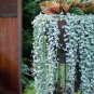 100 PCS Seeds Dichondra Repens Seeds Silver Falls in Hanging Baskets