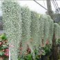 100 PCS Seeds Dichondra Repens Seeds Silver Falls in Hanging Baskets