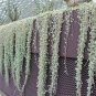 100 PCS Seeds Dichondra Repens Silver Falls Emerald Falls Ground