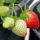 12 PCS Seeds Different Strawberry