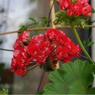 10 PCS Seeds Diemierii Schafferi Zonal Geranium Red Pelargonium Flower