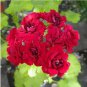 10 PCS Seeds Diemierii Schafferi Zonal Geranium Red Pelargonium Flower