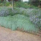 100 PCS Seeds Dichondra Repens Silver Falls Emerald Falls Ground Cover Bonsai 100 PCS Seeds Dichondra Repens Silver Falls Emerald Falls Ground Cover Bonsai