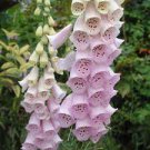 100 PCS Seeds Digitalis Foxglove Excelsior Hybrids