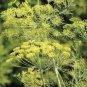30 PCS Seeds Dill Herb (Anethum graveolens)