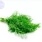 30 PCS Seeds Dill Herb (Anethum graveolens)