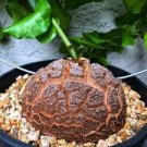 5 PCS Seeds Dioscorea Elephantipes Imported Elephant's Foot Yam