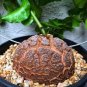 5 PCS Seeds Dioscorea Elephantipes Imported Elephant's Foot Yam
