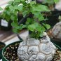 5 PCS Seeds Dioscorea Elephantipes Imported Elephant's Foot Yam