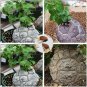 5 PCS Seeds Dioscorea Elephantipes Imported Elephant's Foot Yam