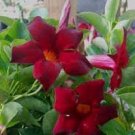 30 PCS Seeds Dipladenia Sanderi Flower 30 PCS Seeds Dipladenia Sanderi Flower