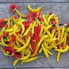 500 PCS Seeds Discoloring Sharp Chili Hot Sichuan Pickled Pepper from White to Orange to Red
