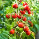 100 PCS Seeds Dolce Vita Organic Cherry Tomato