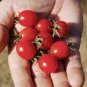 100 PCS Seeds Dolce Vita Organic Cherry Tomato