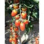 100 PCS Seeds Dolce Vita Organic Cherry Tomato