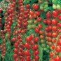 100 PCS Seeds Dolce Vita Organic Cherry Tomato