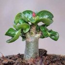 2 PCS Seeds Dorset Horn Adenium Flower