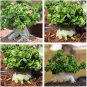 2 PCS Seeds Dorset Horn Adenium Flower