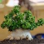 2 PCS Seeds Dorset Horn Adenium Flower