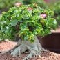 2 PCS Seeds Dorset Horn Adenium Flower