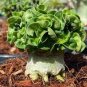 2 PCS Seeds Dorset Horn Adenium Flower