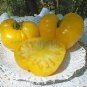 1000 PCS Seeds Dixie Golden Giant Tomato Seeds Yellow Big Tomato Fruits