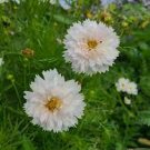 50 PCS Seeds Double Click Snow Puff Cosmos