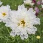 50 PCS Seeds Double Click Snow Puff Cosmos