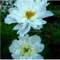 50 PCS Seeds Double Click Snow Puff Cosmos