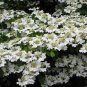 100 PCS Seeds Double Color Viburnum Sargentii Bonsai Potted Garden Flower Bonsai