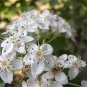 100 PCS Seeds Double Color Viburnum Sargentii Bonsai Potted Garden Flower Bonsai