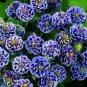 20 PCS Seeds Double Columbines Aquilegia