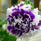 50 PCS Seeds Double Corrugated Mixed Purple Petunia