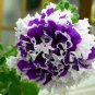 50 PCS Seeds Double Corrugated Mixed Purple Petunia
