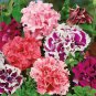 50 PCS Seeds Double Corrugated Mixed Purple Petunia