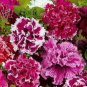 50 PCS Seeds Double Corrugated Mixed Purple Petunia