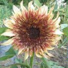 15 PCS Seeds Double Dandy Hybrid Sunflower Ornamental