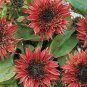 15 PCS Seeds Double Dandy Hybrid Sunflower Ornamental