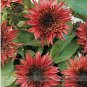 15 PCS Seeds Double Dandy Hybrid Sunflower Ornamental