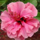 50 PCS Seeds Double Flap Hibiscus Flower Seeds