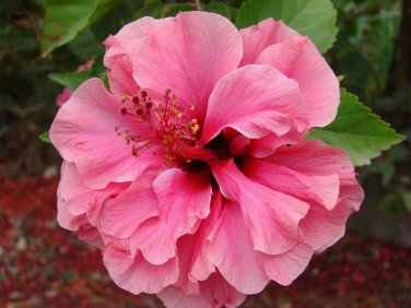 50 PCS Seeds Double Flap Hibiscus Flower Seeds