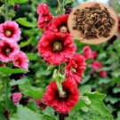 100 PCS Seeds Double Hollyhock Flower Bonsai