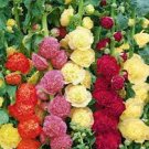 100 PCS Seeds Double Hollyhock Flower Bonsai