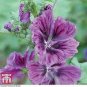 100 PCS Seeds Double Hollyhock Flower Bonsai