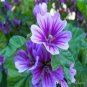 100 PCS Seeds Double Hollyhock Flower Bonsai