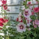 100 PCS Seeds Double Hollyhock Flower Bonsai, Mixed Perennial Home Garden 100 PCS Seeds Double Hollyhock Flower Bonsai, Mixed Perennial Home Garden